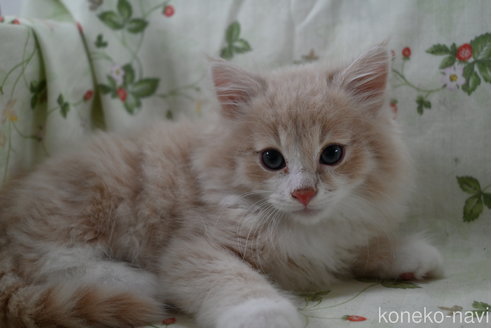 販売中の静岡県のノルウェージャンフォレストキャット-115522の5枚目