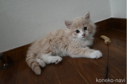 販売中の静岡県のノルウェージャンフォレストキャット-115522の4枚目