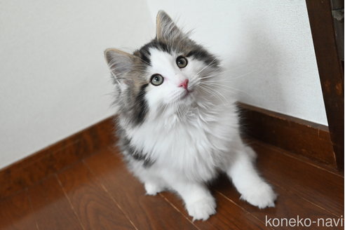 販売中の静岡県のノルウェージャンフォレストキャット-113216