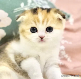 販売中の岐阜県のスコティッシュフォールド(折れ耳)-116021の1枚目