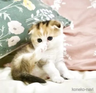 販売中の岐阜県のスコティッシュフォールド(折れ耳)-116021の5枚目