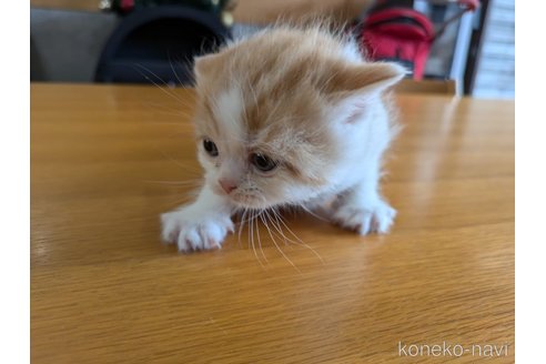 販売中の大阪府のミヌエット-114570の7枚目