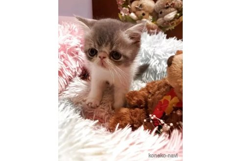 販売中の京都府のエキゾチックショートヘア-116025の3枚目