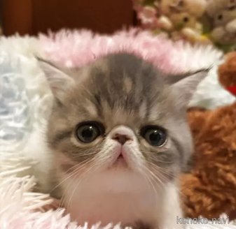 商談中の京都府のエキゾチックショートヘア-116026