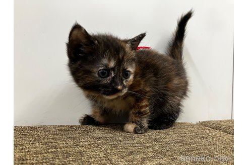 販売中の愛知県のアメリカンショートヘア-116069の6枚目