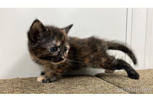 販売中の愛知県のアメリカンショートヘア-116069の7枚目