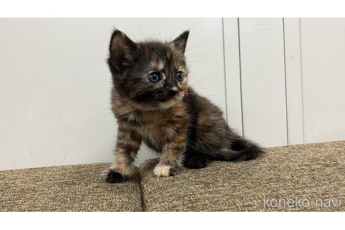販売中の愛知県のアメリカンショートヘア-116069の8枚目