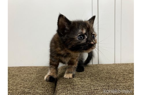販売中の愛知県のアメリカンショートヘア-116069の9枚目