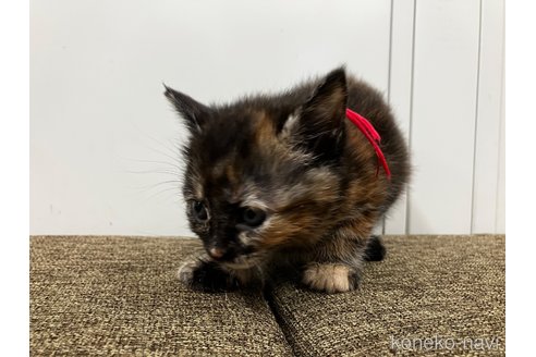 販売中の愛知県のアメリカンショートヘア-116069の10枚目