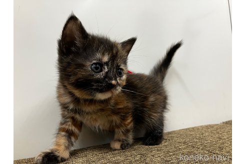 販売中の愛知県のアメリカンショートヘア-116069の11枚目