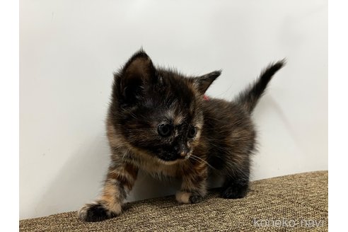 販売中の愛知県のアメリカンショートヘア-116069の12枚目
