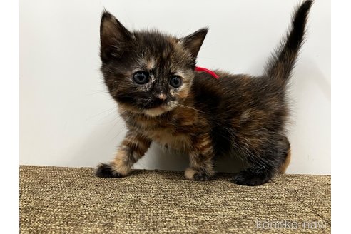 販売中の愛知県のアメリカンショートヘア-116069の2枚目