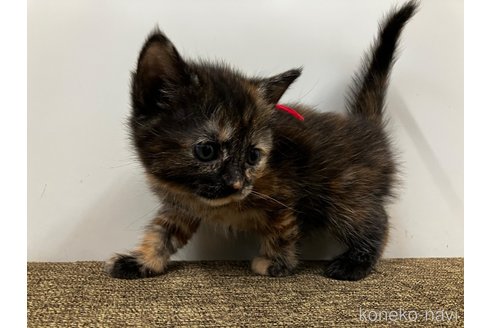 販売中の愛知県のアメリカンショートヘア-116069の3枚目