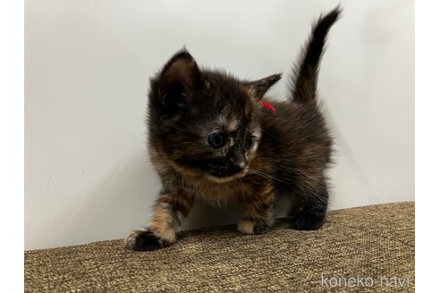 販売中の愛知県のアメリカンショートヘア-116069の5枚目