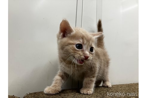 販売中の愛知県のアメリカンショートヘア-116071の8枚目