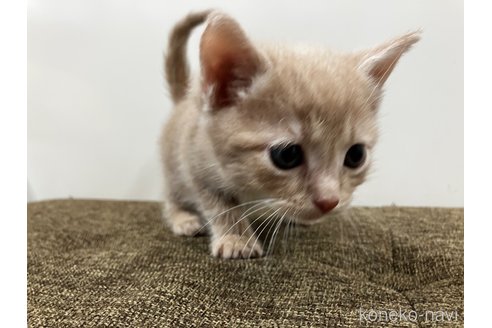 販売中の愛知県のアメリカンショートヘア-116071の9枚目