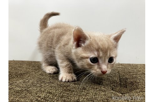販売中の愛知県のアメリカンショートヘア-116071の10枚目