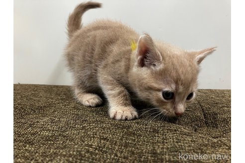 販売中の愛知県のアメリカンショートヘア-116071の11枚目
