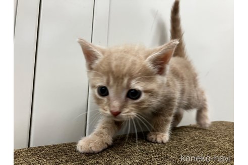 販売中の愛知県のアメリカンショートヘア-116071の12枚目