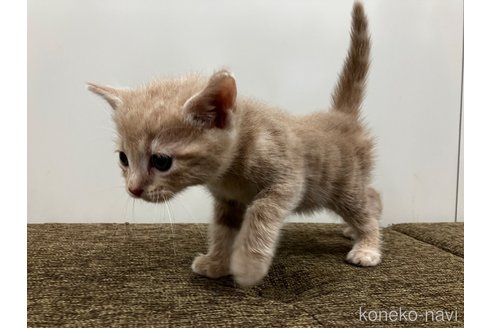販売中の愛知県のアメリカンショートヘア-116071の2枚目