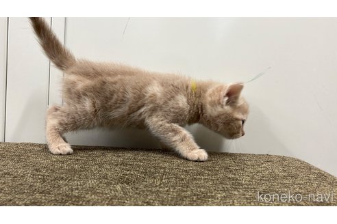 販売中の愛知県のアメリカンショートヘア-116071の3枚目