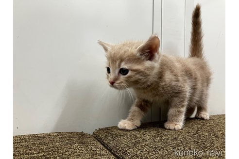 販売中の愛知県のアメリカンショートヘア-116071の4枚目
