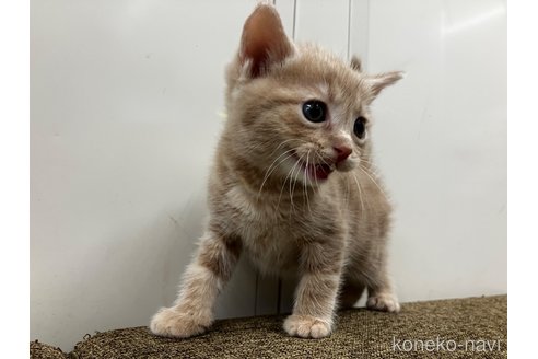 販売中の愛知県のアメリカンショートヘア-116071の5枚目
