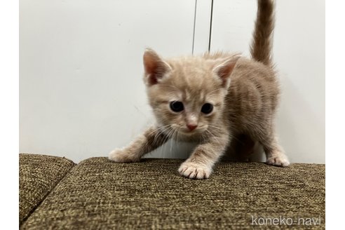 販売中の愛知県のアメリカンショートヘア-116071の7枚目