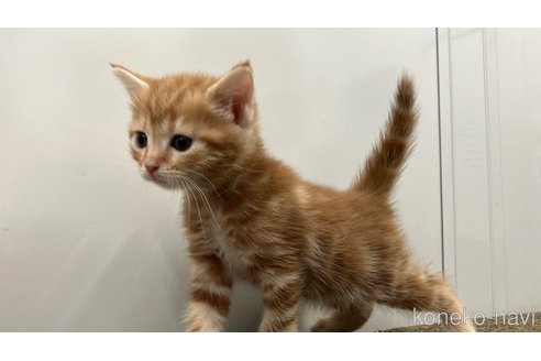 販売中の愛知県のアメリカンショートヘア-116072の6枚目