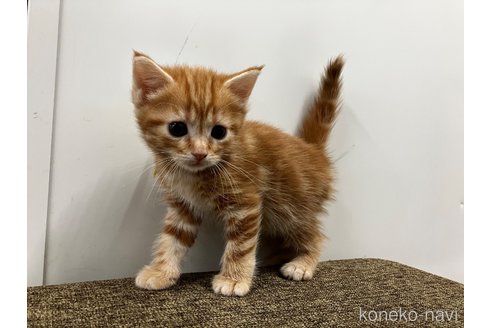 販売中の愛知県のアメリカンショートヘア-116072の7枚目