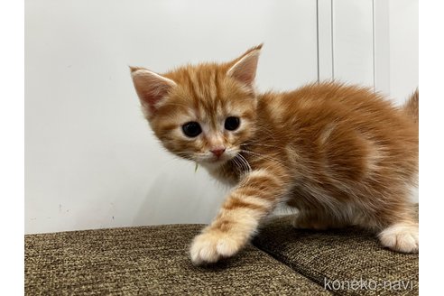 販売中の愛知県のアメリカンショートヘア-116072の9枚目