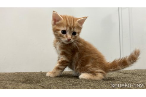 販売中の愛知県のアメリカンショートヘア-116072の2枚目