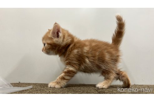 販売中の愛知県のアメリカンショートヘア-116072の3枚目