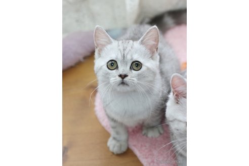 販売中の愛知県のミヌエット-112046の7枚目