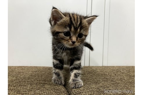 販売中の愛知県のアメリカンショートヘア-116073の11枚目