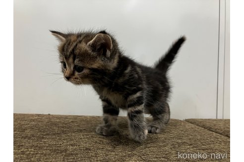 販売中の愛知県のアメリカンショートヘア-116073の3枚目