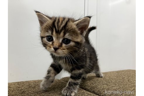販売中の愛知県のアメリカンショートヘア-116073の2枚目