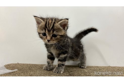 販売中の愛知県のアメリカンショートヘア-116073の6枚目