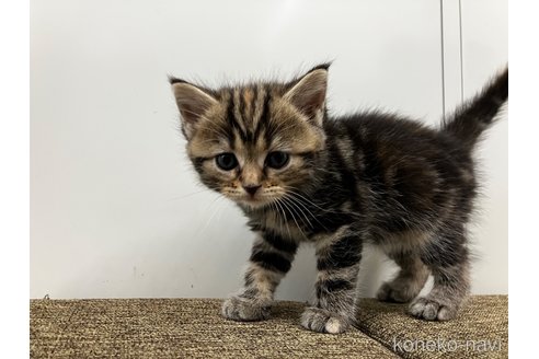 販売中の愛知県のアメリカンショートヘア-116073の4枚目