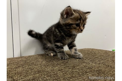販売中の愛知県のアメリカンショートヘア-116073の5枚目