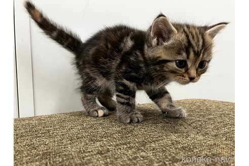販売中の愛知県のアメリカンショートヘア-116073の8枚目