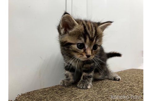 販売中の愛知県のアメリカンショートヘア-116073の7枚目