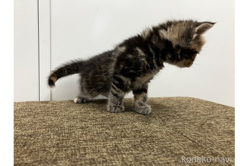 販売中の愛知県のアメリカンショートヘア-116073の9枚目