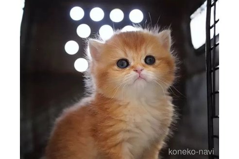 販売中の千葉県のブリティッシュショートヘア-116091の3枚目