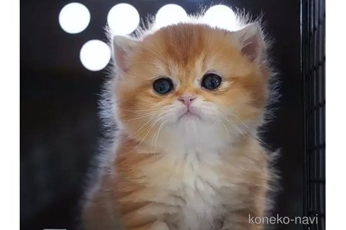 販売中の千葉県のブリティッシュショートヘア-116091の2枚目