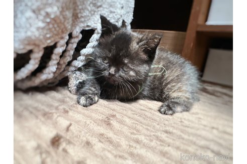 販売中の徳島県のミヌエット(短足)-116096の3枚目
