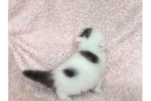 販売中の三重県のスコティッシュフォールド(折れ耳)-116098の3枚目