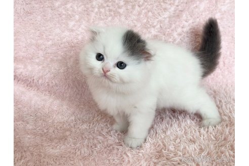 販売中の三重県のスコティッシュフォールド(折れ耳)-116098の4枚目