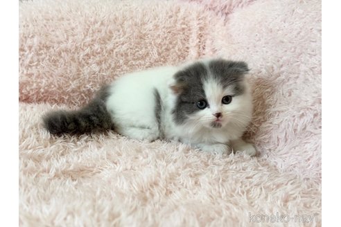 販売中の三重県のスコティッシュフォールド(折れ耳)-116099の2枚目