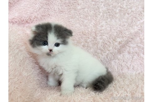販売中の三重県のスコティッシュフォールド(折れ耳)-116099の3枚目